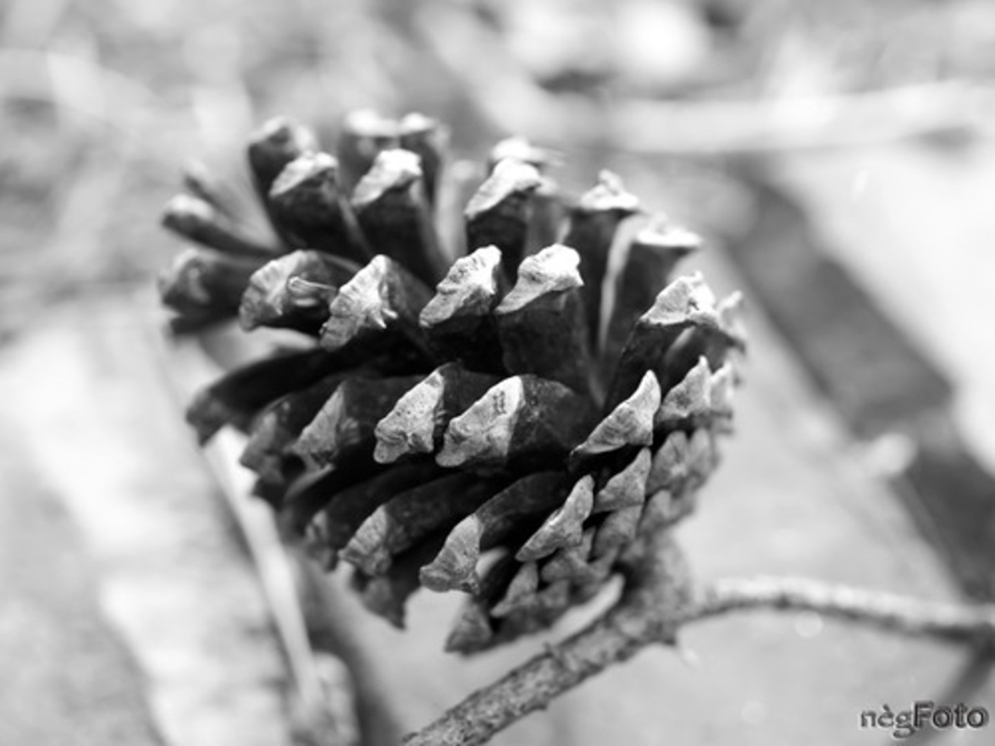<p>Female Cones, house seeds</p><p>Long on upper branches</p>