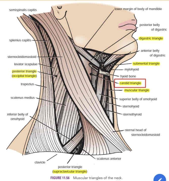 <ul><li><p>Contains the carotid arterial system (common carotid artery, IJV and vagus nerve)</p></li><li><p>The carotid pulse can be palpated in this are</p></li></ul>