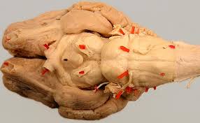 <p>Identify as many cranial nerves as you can</p>