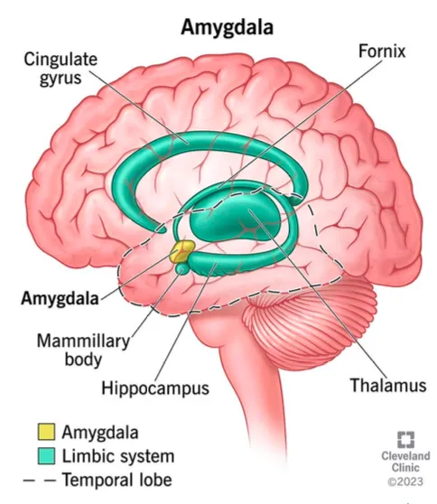 <p>What does the amygdala do in memory? </p>