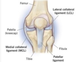 <p>a tough, fibrous band of connective tissue that connects bone to bones and holds important body structures in place (joints and some organs)</p>