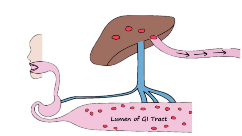 <p>Fraction of orally administered drug absorbed into systemic circulation</p><p><span>F = (AUC oral)/(AUC IV)</span></p>