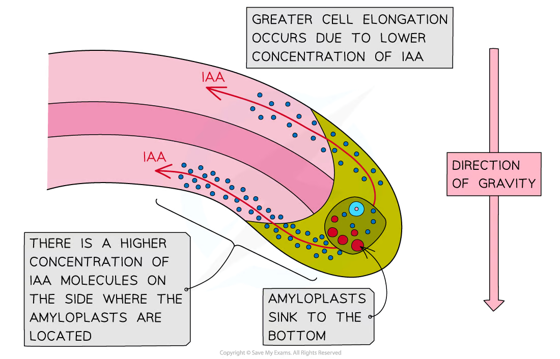 <p>Roots respond to gravity in a response known as gravitropism</p><p><span>In roots,&nbsp;</span><strong>IAA concentration also affects cell elongation</strong><span>, but&nbsp;higher concentrations result in a</span><strong> lower </strong><span>rate of cell elongation</span></p><p>IAA is transported<strong>&nbsp;towards the lower side</strong><span>&nbsp;</span>of plant roots</p><p>The resulting<span>&nbsp;</span>high concentration of auxin at the lower side of the root<strong> inhibits cell elongation</strong></p><p>As a result, the<span>&nbsp;</span><strong>lower side grows at a slower rate than the upper side of the root</strong>, causing the<span>&nbsp;</span><strong>root to bend downwards</strong></p>