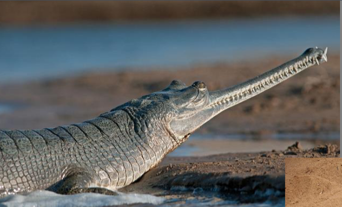 <p>Gharial and false gharial</p><p>Temperature dependent sex</p><p>2 species in Asia</p>