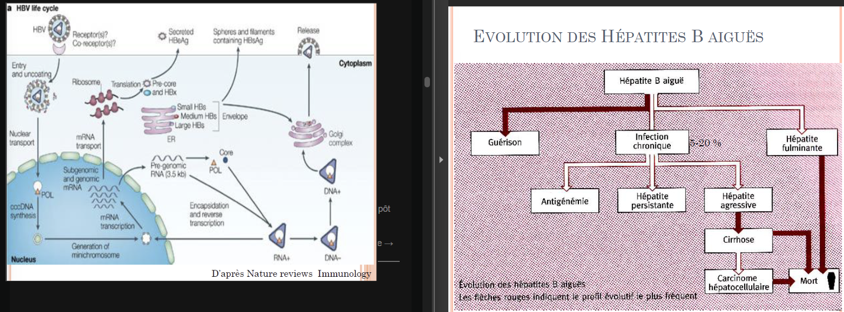<p>Hepadnaviridae</p><p>Virus<strong> ADN bicaténaire</strong> à ¾, brin long à <strong>polarité (-)</strong></p><p>Capside icosaédrique enveloppée</p><p>Différents génotypes</p><p>Transcriptase inverse !</p><p></p><p>Epidémiologie =</p><p>Réservoir humain</p><p>Transmission par le sang et ses dérivés ou matériel injectable mal stérilisé</p><p>Attention au sperme, sécrétions vaginales, (la salive)</p><p>→ transmission sexuelles et périnatales</p><p>→ Groupes à risque: Drogués, enfants nés de mères porteuses de l’infection, transfusés, personnel soignant</p><p></p><p>Physiopathologie =</p><p>Multiplication dans les hépatocytes</p><p>Cellules NK induisent la lyse des cellules infectées</p><p>Complications (périartérite noueuse, glomérulonéphrite, polynévrite) dues dépôt complexes immuns circulants</p><p><strong>Infection chronique fréquente</strong> (5-10%), rôle du système immunitaire → fibrose → cirrhose → hépatocarcinome</p><p></p><p>Traitement =</p><ul><li><p>Portage chronique? = Ag HBs persistant plus de 6 mois</p></li><li><p>IFN alpha (vu cours cpb) (pas mal de résistance => mtn est donner AVEC un inhibiteur de réverse transcriptase)</p></li></ul><ul><li><p>Lamivudine : inhibiteur de la transcriptase inverse, analogue de la cytidine</p></li><li><p>Adéfovir dipivoxil (Hepsera TM ), analogue nt inhibiteur de la transcriptase inverse</p></li><li><p>Et autres ( entécavir , ténofovir, …)</p></li><li><p>Vaccination avec AgHBs <strong>recombinant</strong></p></li></ul><p></p>