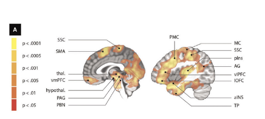 <p>Imagining experiences activates the same brain areas as the real experiences including, motor control regions</p>