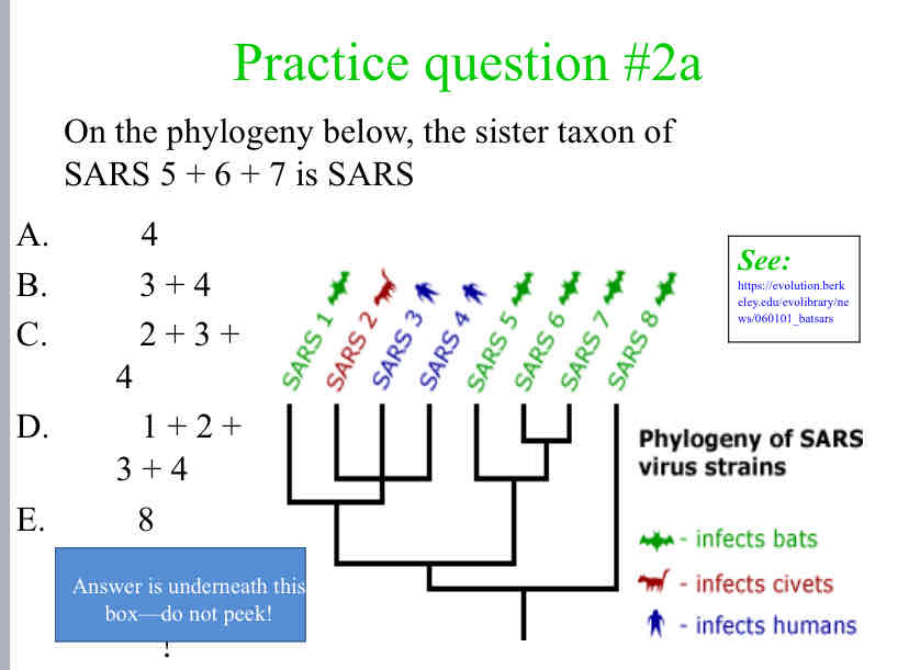 <p>Practice Question (Sister Taxa) - On the phylogeny below, the sister taxon of &nbsp; &nbsp; &nbsp; &nbsp; &nbsp; &nbsp; SARS 5 + 6 + 7 is SARS</p>