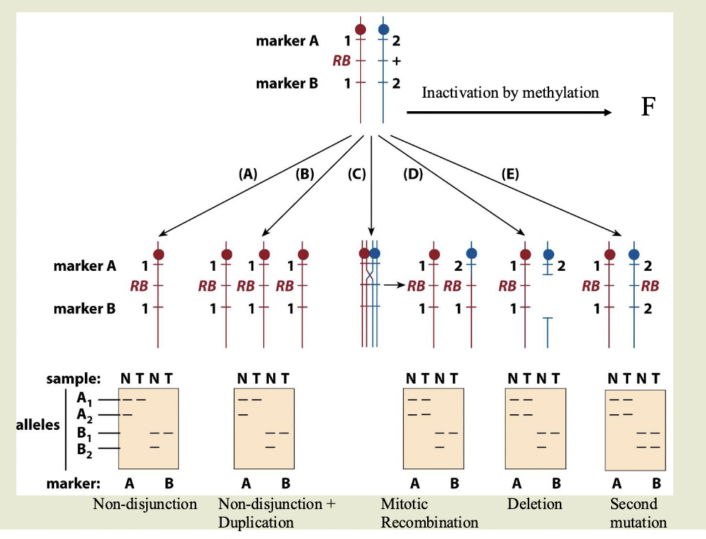 Shows 6 ways to go from being heterozygous to homoszygous