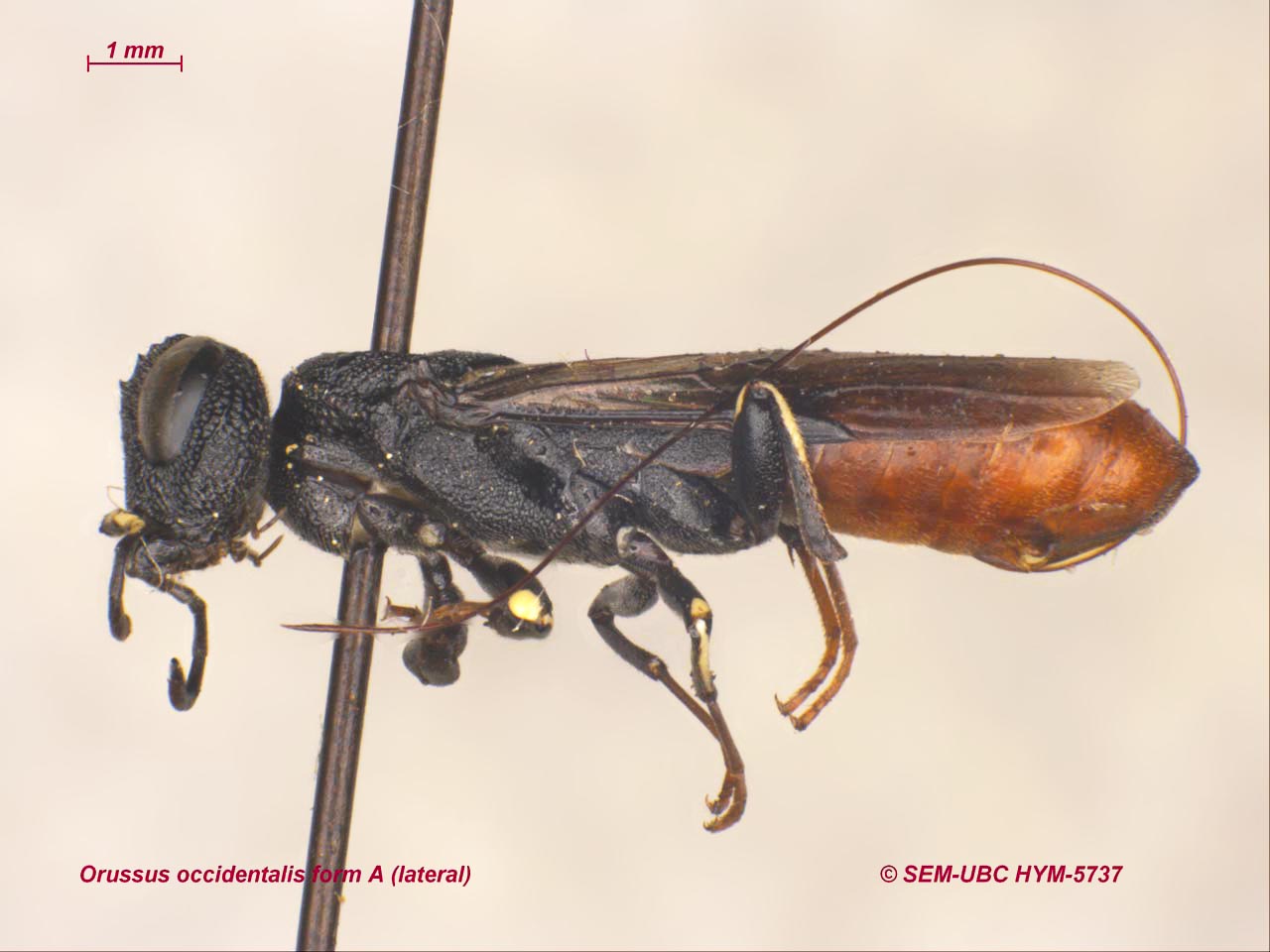<p>broad abdomen<br>low antennal insertion</p>
