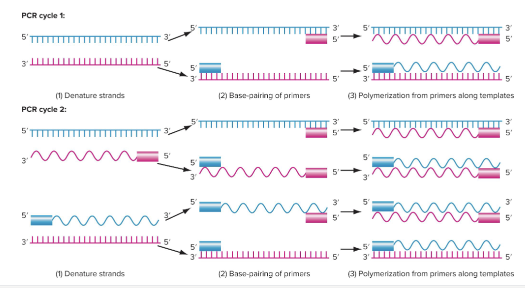 <p>CYCLE 1</p><p>1) Denature strands</p><p>2) Base-pairing of primers</p><p>3) Polymerization of primers along templates</p><p></p><p>CYCLE 2</p><p>1) Denature strands</p><p>2) Base-pairing of primers</p><p>3) Polymerization of primers along templates</p>
