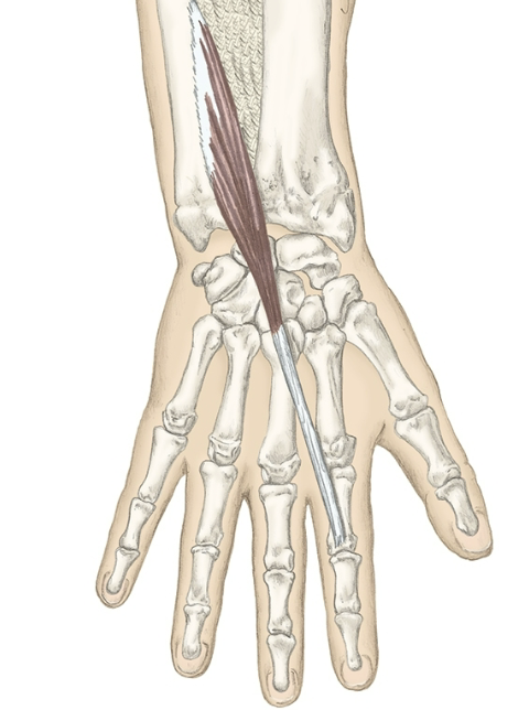 <p>Action of Extensor Indicis</p>