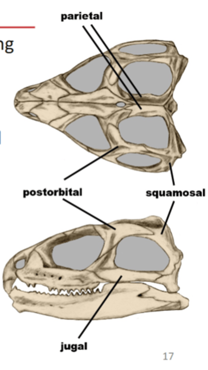 <p>only two living species of lizard-like reptiles remaining from a extinct line of sphenodontids, have a well-developed parietal eye</p>
