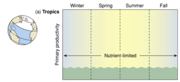 <p>sunlight year-round, so the nutrients are used as fast as they are deposited, and then the water is nutrient-limited</p>