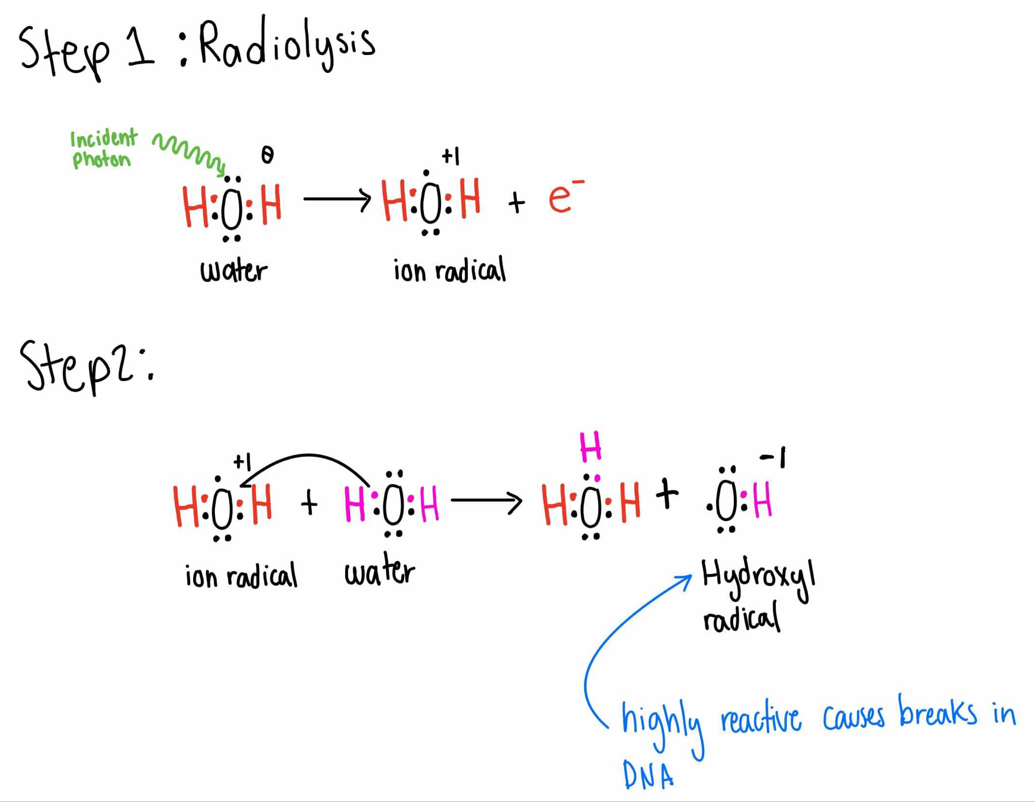 <p>Step 1: Radiolysis</p><ol><li><p>The <strong>incident photon </strong>ionizes a water molecule producing H2O+, an <strong>ion radical, </strong>&amp; an electron</p></li><li><p>H2O+ combines with a normal H2O molecule producing H3O+ &amp; OH*. a <strong>hydroxyl free radical, </strong>which is HIGHLY reactive and readily causes breaks in the DNA molecule</p></li></ol><p></p>