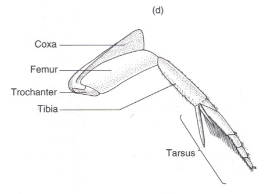 <p>What are Natatorial type legs used for?</p>