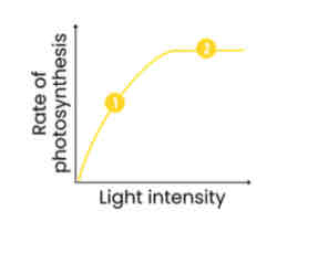 <p>Describe and explain how light intensity affects rate of photosynthesis</p>