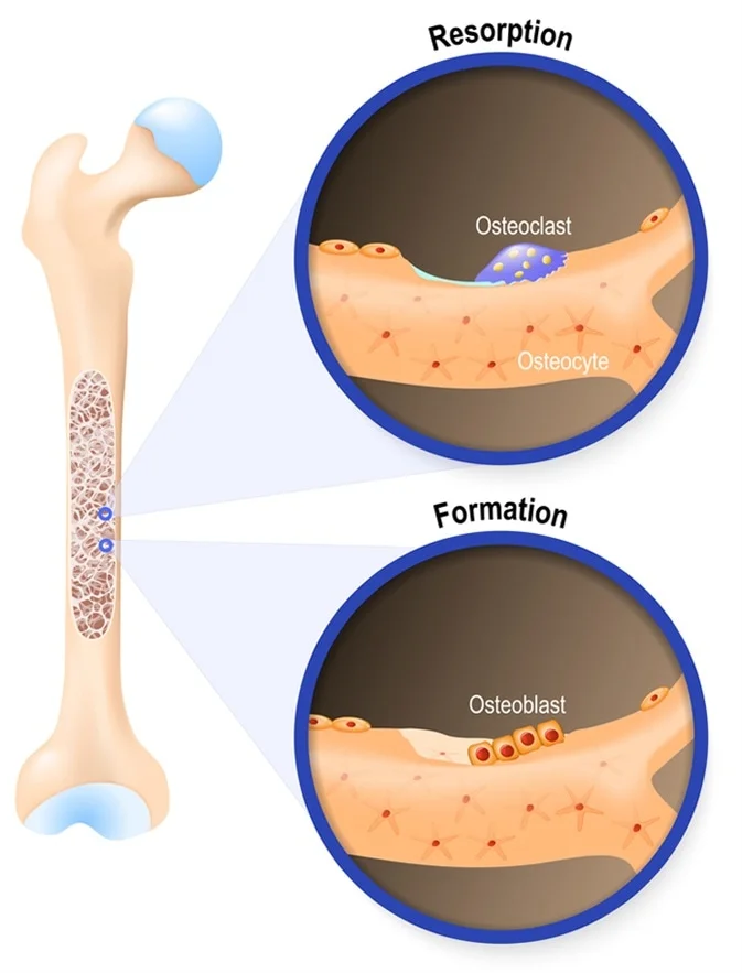 <p>Large multinucleated <strong>cells that degrade bone matrix. </strong>These large cells dissolve old or damaged bone to help with bone renewal and calcium balance in the body</p>