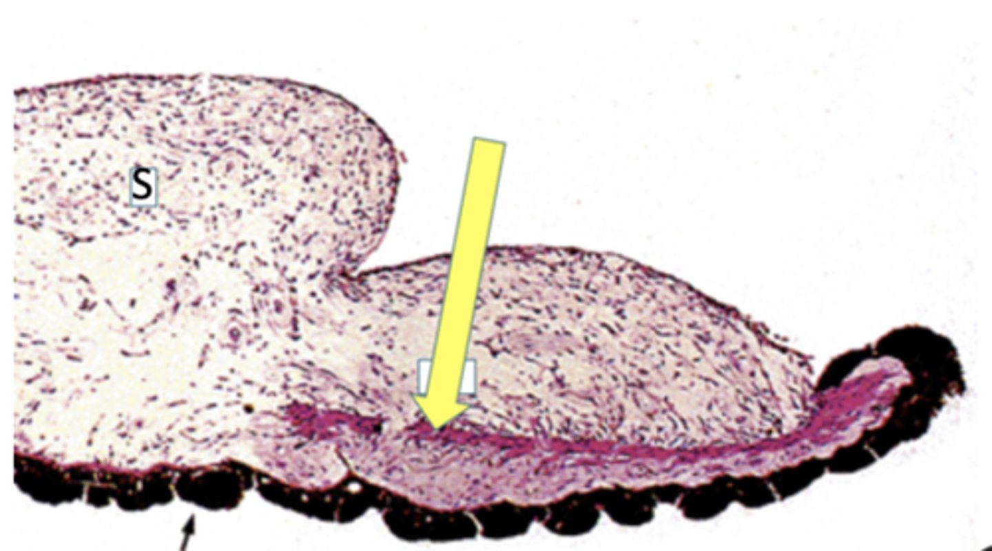 <p>Identify the specific structure</p>