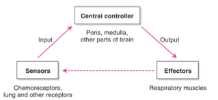 <p><span>→ Le </span><strong>contrôleur central</strong><span> reçoit des informations des </span><strong>chémorécepteurs centraux et périphériques</strong><br><span>→ Il décide d’un </span><strong>pattern ventilatoire</strong><span> (fréquence + amplitude)</span><br><span>→ Il envoie un </span><strong>influx nerveux</strong><span> aux </span><strong>muscles respiratoires</strong><span>, qui sont les effecteurs</span></p>