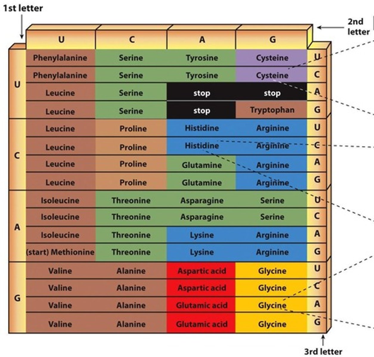 <p>Information stored in a gene is present as a genetic code.</p>