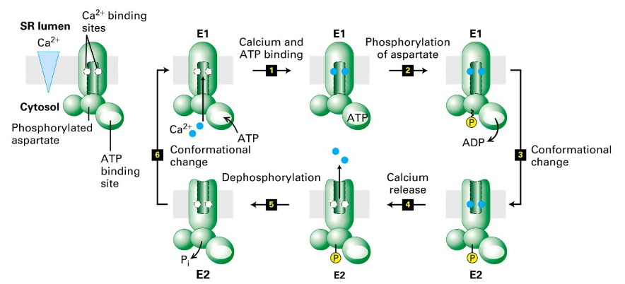 <p>E1</p><ul><li><p>Has the ion-binding sites exposed to the cytoplasm</p></li><li><p>Has high affinity to Ca2+</p></li><li><p>Binds ATO</p></li><li><p>P-type ATPase → undergoes transient phosphorylation by transferring a phosphate group from bound ATP to its amino acid residue</p></li></ul>