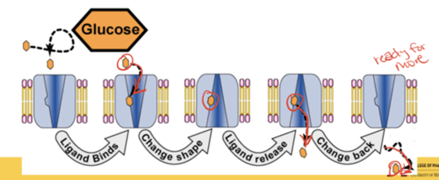 <p>Glucose binding changes the transporter's conformation, releasing glucose inside the cell, after which it resets for another cycle</p>