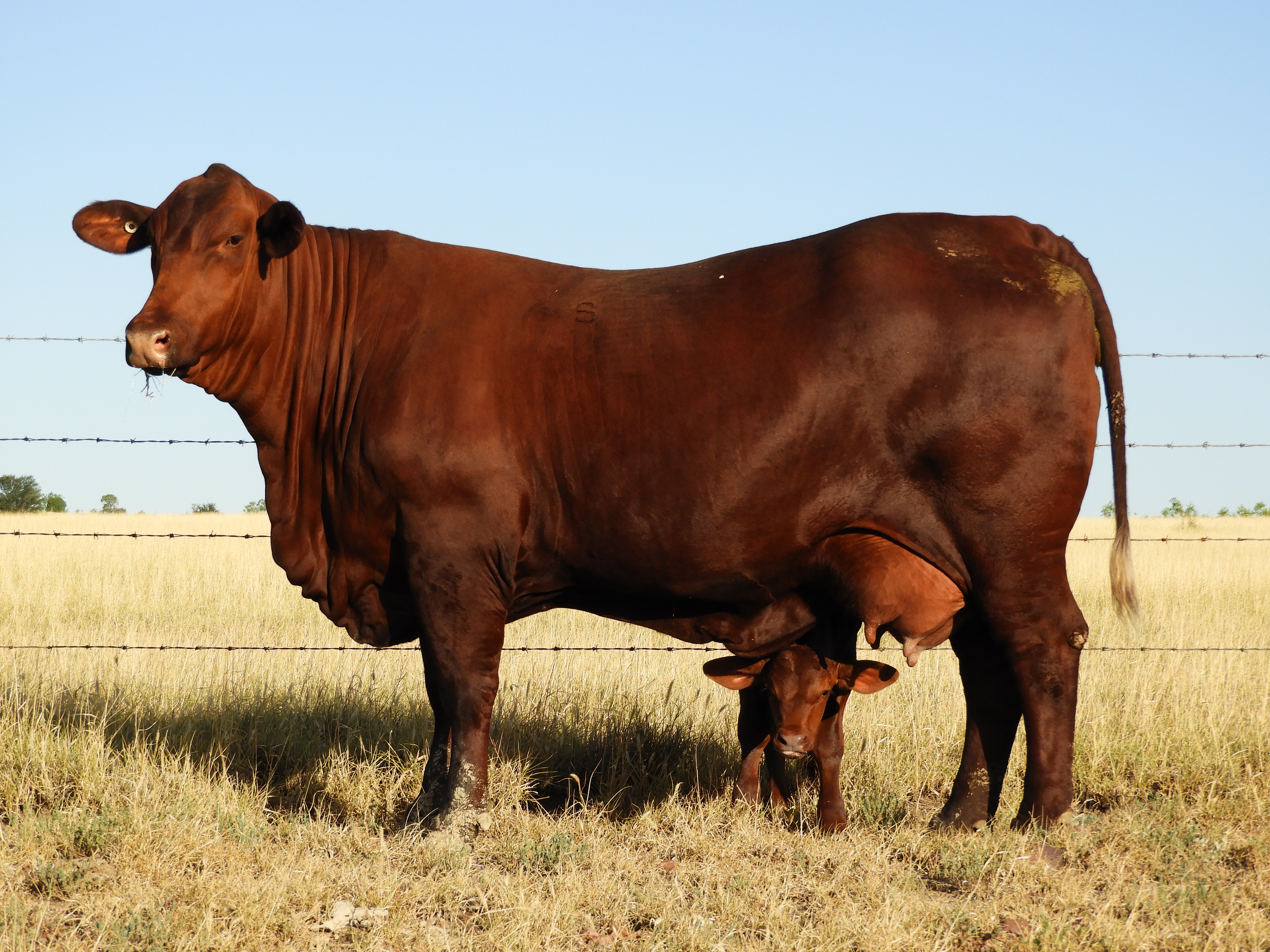 <p>These were developed in Texas, resulting from crossing Brahman beef-type bulls on beef-type Shorthorns.</p>