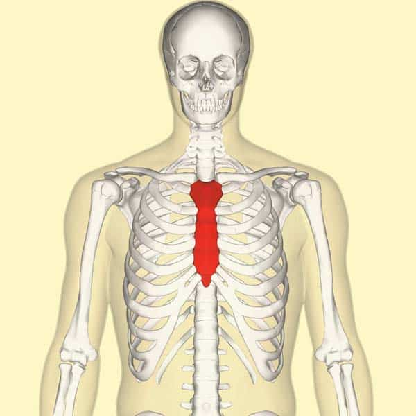<p>is a long, flat bone located in the center of the chest. </p>