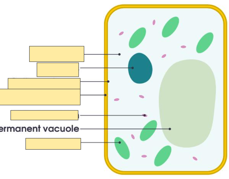 <p>Vacuole</p>