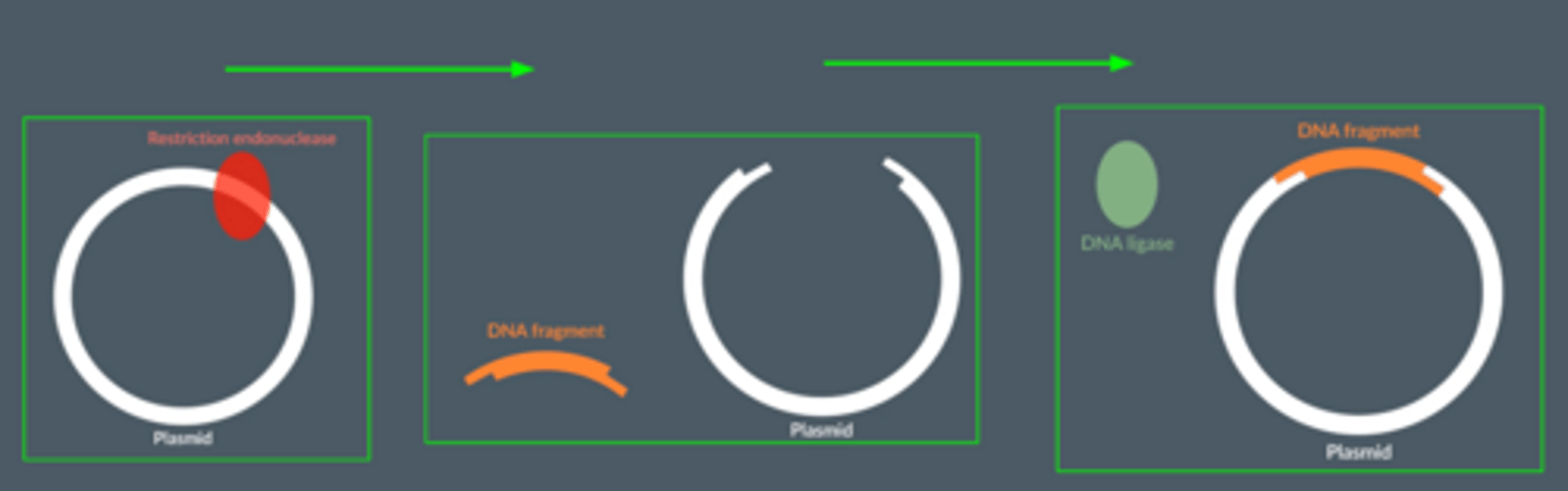 <p>● The restriction endonuclease cuts both the DNA fragment and the plasmid at the same recognition sequence.</p><p>● So the sticky ends on both are complementary to each other.</p><p>● So, the DNA fragment and the plasmid can slot together with hydrogen bonds between the complementary bases.</p>