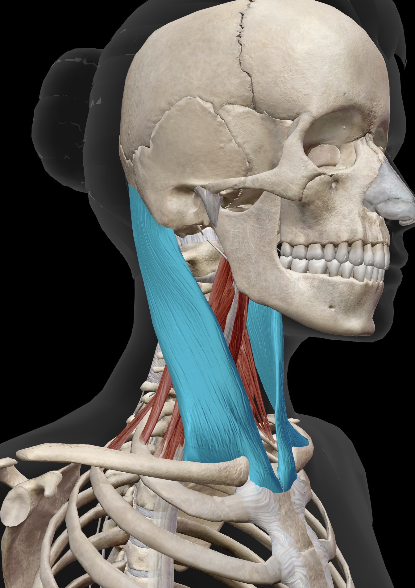 <p>Name the muscle and corresponding letter ( O = origin, I = insertion, A = actions, IN = innervation)</p><p>O</p><p>I</p><p>A</p><p>IN</p>