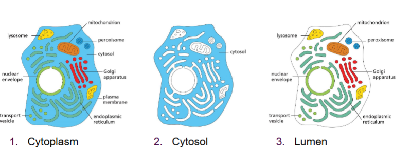 <p>Cytoplasm</p><ul><li><p>contents of the cell <span style="color: yellow;">outside the nucleus</span> (cytosol + organelles)</p></li></ul><p>.</p><p>Cytosol</p><ul><li><p>Aqueous part of the cytoplasm (no organelles)</p></li></ul><p>.</p><p>Lumen</p><ul><li><p>Inside of organelles</p></li></ul><p></p>