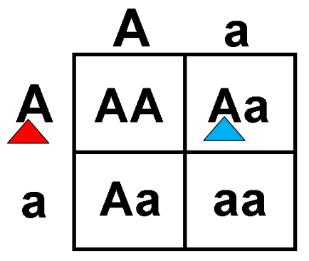 <p>The A tagged in red represents which? </p><p>A. Allele in a gamete</p><p>B. Allele in a parent genotype</p><p>C. Allele in an offspring genotype</p><p>D. Phenotype in either parent or offspring</p>