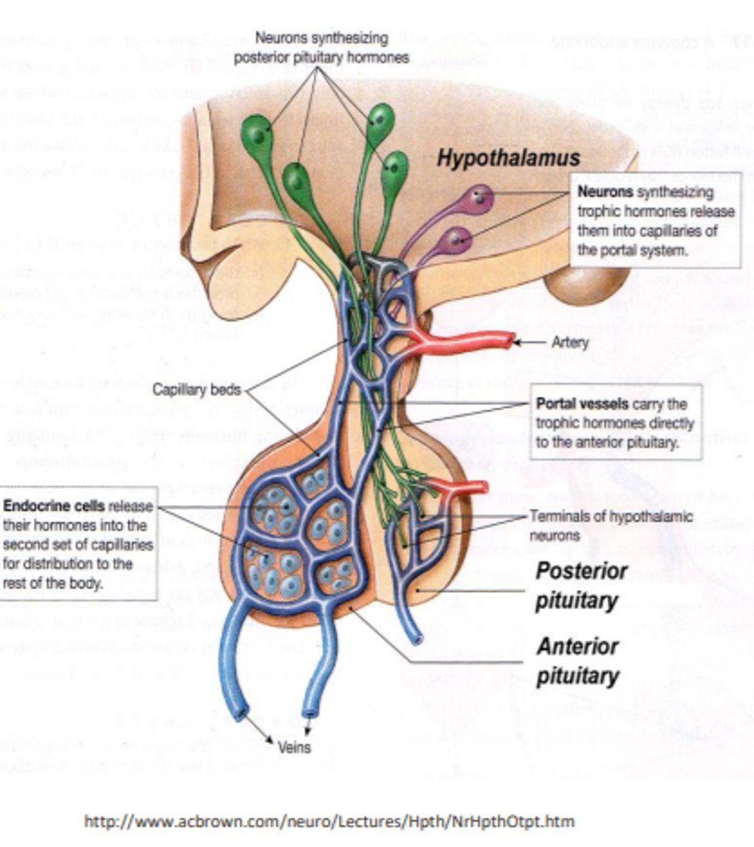 <p>the anterior lobe secretes trophic hormones that stimulate the release of other hormones from the anterior pituitary gland</p>