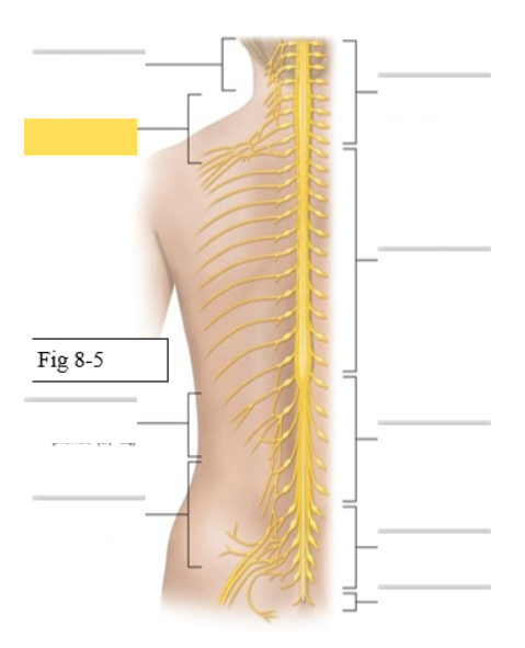 <p><span style="background-color: transparent; font-family: &quot;Times New Roman&quot;, serif;"><span>skin and muscles of upper limb</span></span></p><ul><li><p><span style="background-color: transparent; font-family: &quot;Times New Roman&quot;, serif;"><span>Axillary- deltoid, teres minor</span></span></p></li><li><p><span style="background-color: transparent; font-family: &quot;Times New Roman&quot;, serif;"><span>Musculocutaneous- biceps brachii, brachialis</span></span></p></li><li><p><span style="background-color: transparent; font-family: &quot;Times New Roman&quot;, serif;"><span>Radial- triceps brachii, brachioradialis</span></span></p></li><li><p><span style="background-color: transparent; font-family: &quot;Times New Roman&quot;, serif;"><span>Median- palmaris longus</span></span></p></li><li><p><span style="background-color: transparent; font-family: &quot;Times New Roman&quot;, serif;"><span>Ulnar- flexor carpi ulnaris</span></span></p></li></ul><p></p>