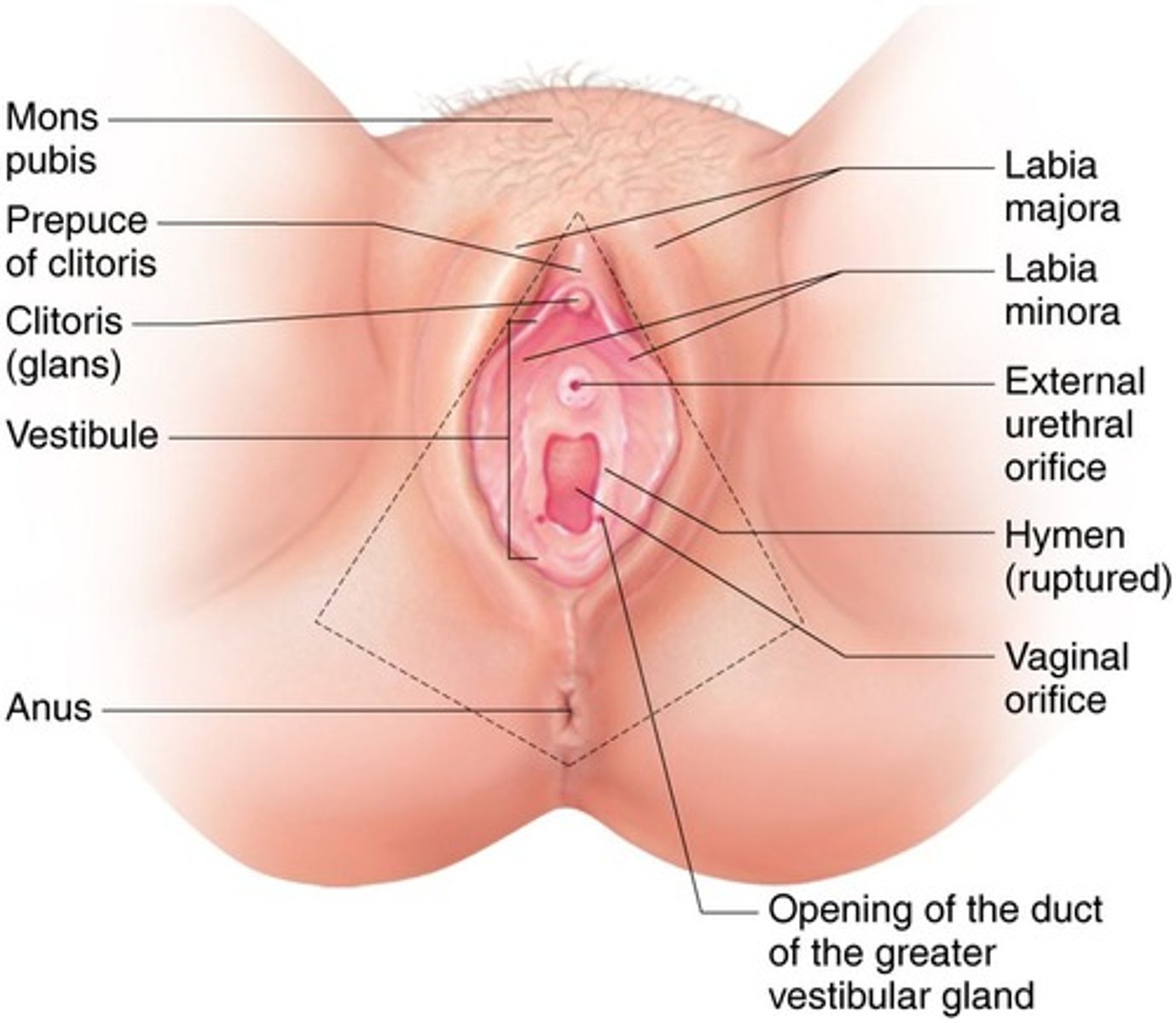<p>The vulva.</p>