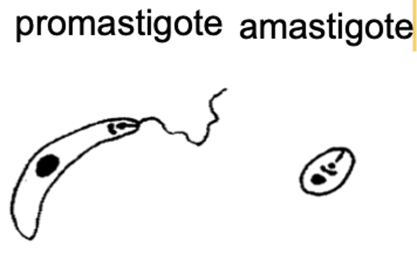 <p>which version of Leishmania is seen inside the vector?</p>