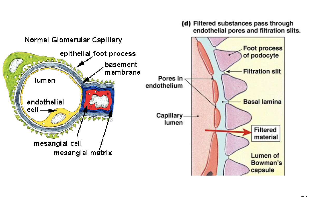 <p>Glomerular filtratoin barrier</p>