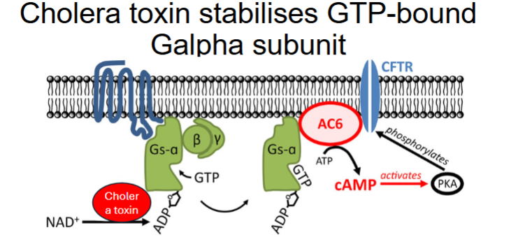 <p>1. Cholera toxin ADP-ribosylates → freezes Ga in active conformation → constitutive adenylate cyclase activity &amp; high cAMP</p><p>3. cAMP drives protein kinase A activity</p><p>4. PKA phosphorylates &amp; activates CFTR (cystic fibrosis transmembrane conductance regulator) Cl⁻ channels on the apical membrane.</p>