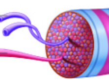 <p>individual contractile proteins</p>