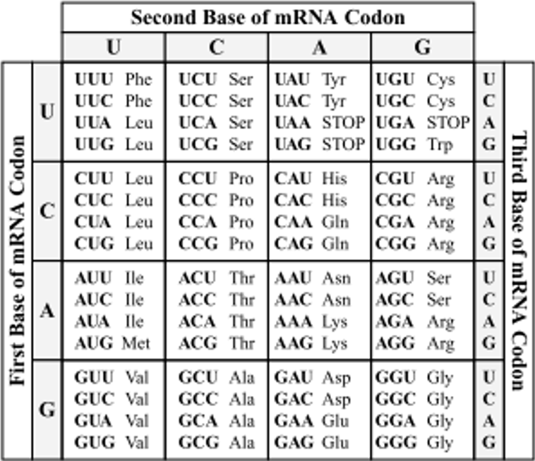 <p>A mutation that does not change the amino acid sequence of a protein</p><ul><li><p><span style="color: blue">example</span>: UU<u>A </u>change to UUG</p></li></ul><p></p>