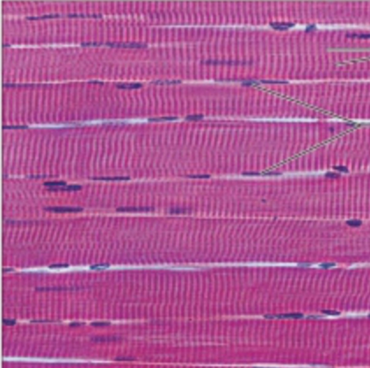 <p>striated, multi nucleated, voluntarily controlled</p>