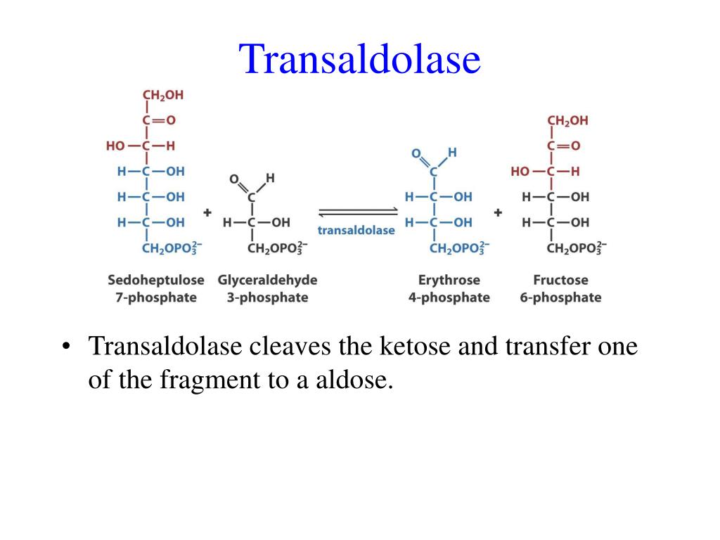<p>catalyzes transfer of top 3 carbons to a different aldose; mechanism = aldol cleavage then aldol condensation to different bottom</p>