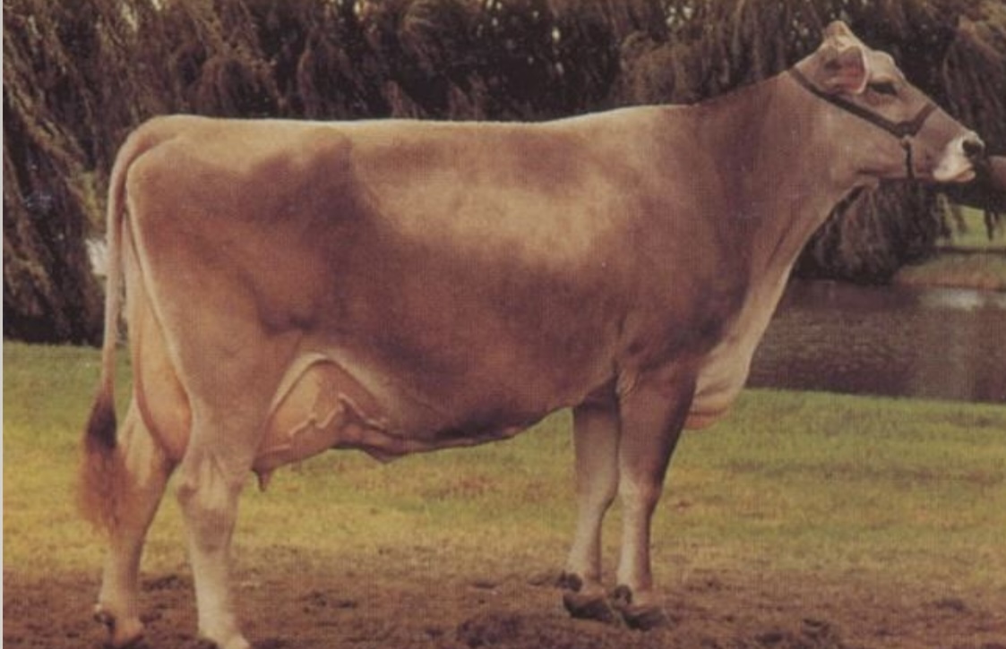 <ul><li><p>﻿Originated in Switzerland and probably one of the <u>oldest of the dairy breeds</u>.</p></li><li><p>﻿Brown Swiss has a quiet and docile temperament. They are the <u>longest live of the dairy breeds</u> and have <u>high heat tolerance</u>.</p></li><li><p>﻿Ranked <u>second</u> among the dairy breeds in <u>average milk production</u> and <u>third</u> in average <u>milkfat</u> produced.</p></li></ul>