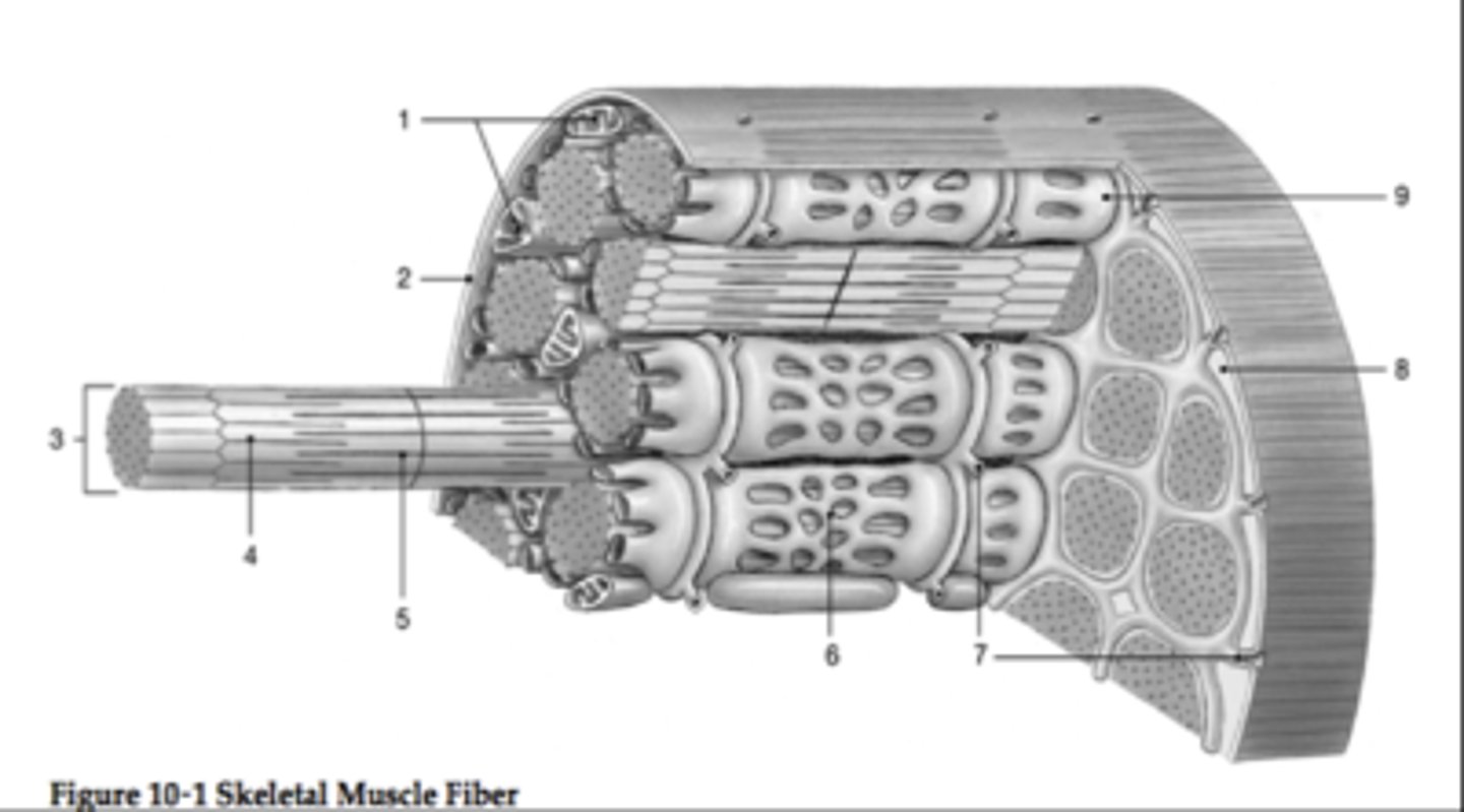 <p>E</p>