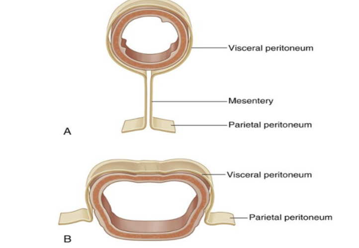 <ul><li><p>Deep to extraperitoneal fascia — thin serous membrane that lines the walls of the abdominal cavity &amp; at verious points, reflects onto abdominal viscera in either a complete or partial covering </p></li><li><p>2 main parts —</p><ul><li><p>Lining walls — parietal peritoneum</p></li><li><p>Lining viscera — visceral peritoneum</p></li></ul></li><li><p>Continuous lining of abdominal walls forms a sac — closed in men but 2 openings in women (where uterine tubes pass outside) — closed sac is called the <u>peritoneal cavity</u> — holds abdominal viscera</p></li><li><p>Subperitoneal — tissue deep to the peritoneum — includes…</p><ul><li><p>Extraperitoneal space, the ligaments, the mesenteries &amp; their suspended organs</p></li></ul></li></ul>