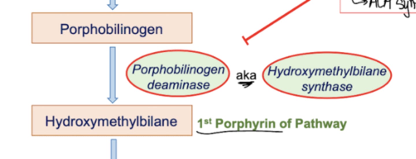 <p>Porphobilinogen is converted into hydroxymethylbilane (the first porphyrin of the pathway) by an enzyme with multiple identities. It can either be referred to as porphobilinogen deaminase, OR hydroxymethylbilane synthase.</p><p>Now, this enzyme is involved in some f** s**. Acute Intermittent Porphoryia is a disease involving the deficiency of PB deaminase/HMB Synthase. It is an autosomal dominant, late onset disease. It involves episodic anxiety, confusion, paranoia, and acute abdominal pain. There is NO PHOTOSENSITIVITY in this disease. There may be port-wine colored urine in some patients. Patients with this disease CANNOT have barbiturates (they increased ALA synthetase activity, activating the pathway to no avail)</p>