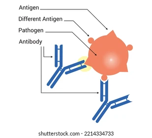 <p>Antigens are <strong>glycoproteins</strong> or other <strong>proteins</strong>. They are embedded in the <u>outer membrane</u> on <u>pathogenic organisms </u>(like the plasma membrane of bacteria, outer cells of protists or fungi, or viral capsids) or even in the body’s ow immune system. </p>