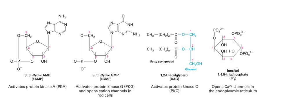 <ul><li><p>2nd messengers = molecules that relay signals received at receptors on the cell surface - such as arrival of protein hormones, growth factors, etc. - to target molecules in the cytosol and/or nucleus</p></li><li><p>3 major classes of 2nd messengers</p><ul><li><p>cyclic nucleotides (<strong>cAMP</strong> and <strong>cGMP</strong>) → <strong>activate</strong> PKA and PKG</p></li><li><p>inositol triphosphate (<strong>IP<sub>3</sub>) </strong>and diacylglycerol (<strong>DAG</strong>) → products of PIP2 by PLC; IP3 <strong>activates</strong> ligand-gated Ca2+ channel in ER; DAG <strong>activates</strong> PKC</p></li><li><p>calcium ions (<strong>Ca2+</strong>); cytosol 0.1 µM, extracellular 1 mM → bind to and <strong>activate</strong> calmodulin → modulate Ca2+/calmodulin dependent protein kinases</p></li></ul></li></ul><p></p>