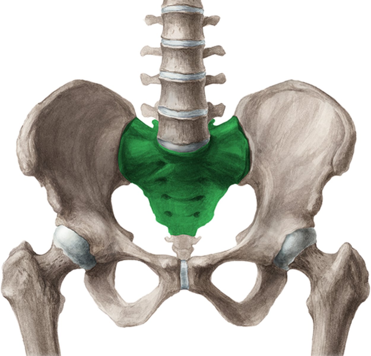 <p>1 from 4/5 fused vertebrae with kyphotic curvature</p>